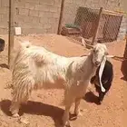 البيع معزا مع تيس