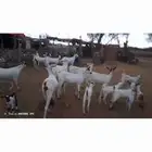 غنم مناتيج 20تحتها 21 السوم 1700