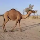 بكره صفرا حقه عبدانيه على المتحدي