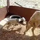 نعجه للبيع