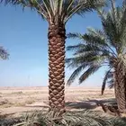 جثايث وفسايل للبيع في مكه المكرمه