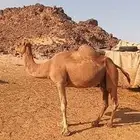 الموقع ينبع