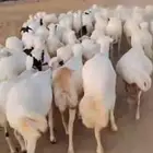 ضان قرايب رفيديات