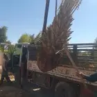 عندناء شبوك ونخل بساعر مناسبة