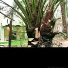 متخصص في مجال النخل