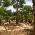 نخل الرياض واشنطني زينه امريكي ابو مروحه درجة اولى