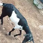 ماعز بلدي