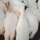 ضان رفيديات قرايب الا شرط سن طيب جروم طيب العدد 80