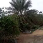 موقع مزرعة عين وكهرب مشترك المده 15سنه مسوره جهتين