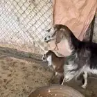 خميس مشيط احد رفيده