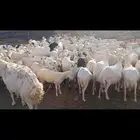 يوجد لدينا ضان رفيددات مولدات ودفيع