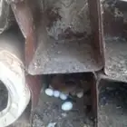 دجاجه رقادة تحتها 11بيضة