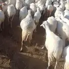 ظان رفيد يات دفيع جرم طيب وسن طيب