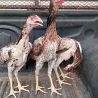 بشاير شامو ياباني