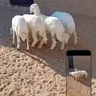 بهم حري للبيع