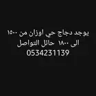 يوجد دجاج حي وزن من 1500 الى 1800 في حايل الصحة ممتازة والجو