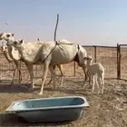 للبيع خلفه طيبه حدرها بكره طيبه ديوسها شرط موقع حراج هدي