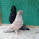 لونق كلين