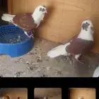 50لجوزشميات