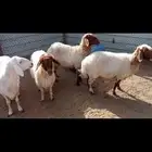 شوهات دفيع شرط 3 نعيم وحريه