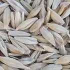 شعير ماروتي مروتي سداسي بذر