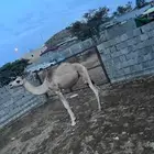 بكره للبيع