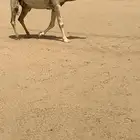 رمانيه لقحه