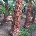 مشتال افندينه لي ازراعه وتنثيك الحديق والسترحات ونخيل وشنطبي