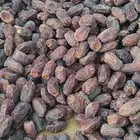 تمر خضر جانبو حبه كبيره ومبرومه