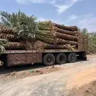 نخل نخيل شبوك نقوم بتوريد جميع انواع انخيل العربي