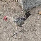 السلام عليكم ديك للبيع