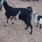 السلام عليكم للبيع عنز متبع معها تيس سنها تامه