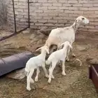 نعجه والد