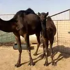 قعود على حليب امه فل شحم