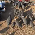 دجاج حبش للبيع الحبه 25