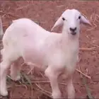 خروف حري العمر 4شهور تقريبا للبيع
