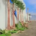 يوجد لدينا نخل واشنطني وسعار طيبه جميع الأحجام