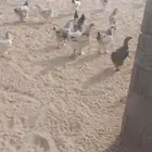 دجاج برهماء للبيع