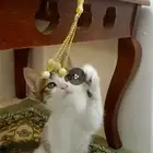 قط ذكر للتبني عمره شهرين