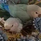 فراخ روز اوبلايت اليف جداا هدد العمر شهر