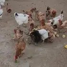 دجاج بياض وحظان