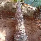 نخيل للبيع وأسعار طيبه