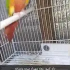 دكر كنيور معاه شهاده تحليل صحه ونضافه ولا اقبل البدل