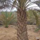 نخيل للبيع