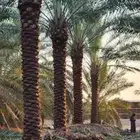 نخل بيشه نخيل عربي وتركيب الشبوك مزارع