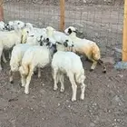 طليان ورخال