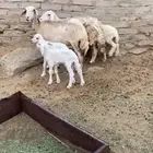 ضان مقاني