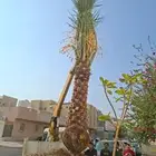 يوجد لدينا جثايث وفسايل للبيع اليوم يوم السبت 15نوفمبر