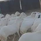 عشرين رخال جذعات من 1050