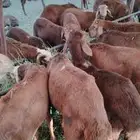 متوافر بمزرعة مكه سواكني
